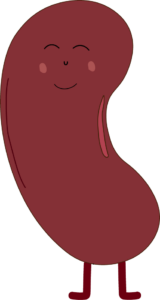 termin_uge8_kidney